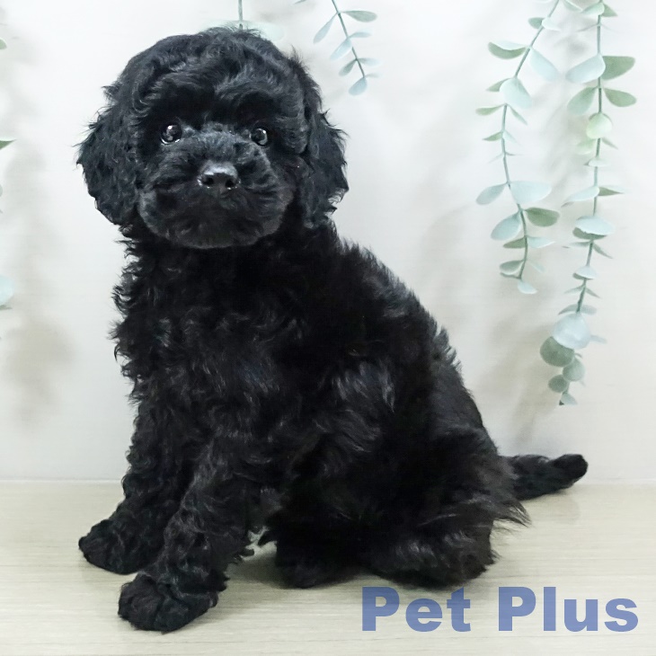神奈川県のトイプードル(トイ) (ペットプラス ビアレ横浜店/2025年11月1日生まれ/男の子/ブラック)の子犬の1枚目の画像