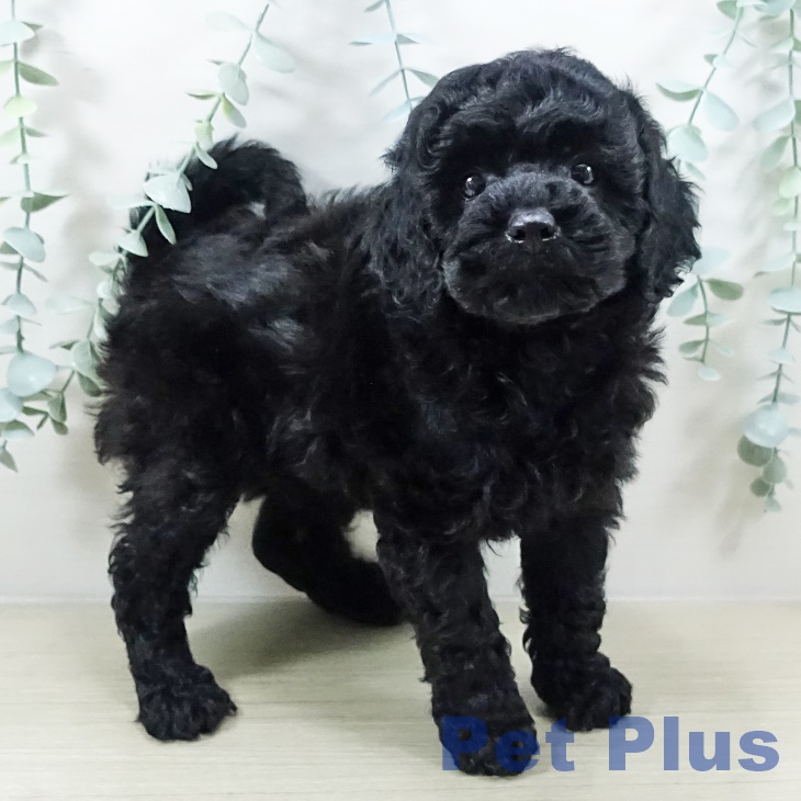 神奈川県のトイプードル(トイ) (ペットプラス ビアレ横浜店/2025年11月1日生まれ/男の子/ブラック)の子犬の2枚目の画像