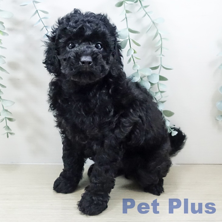 千葉県のトイプードル(トイ) (ペットプラス 八千代緑が丘店/2025年11月1日生まれ/女の子/ブラック)の子犬の1枚目の画像