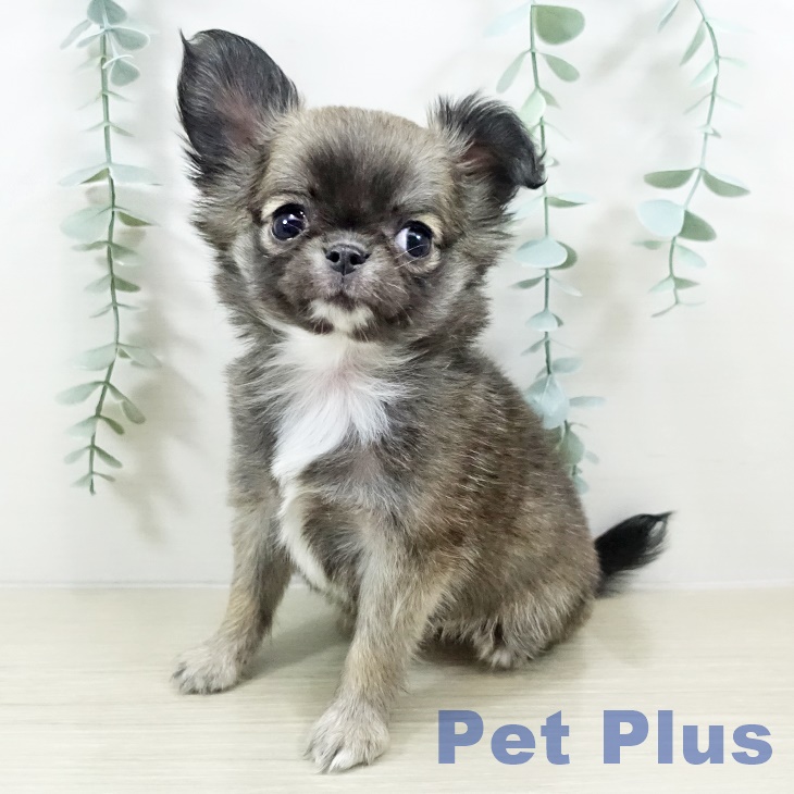 埼玉県のチワワ(ロング) (ペットプラス ららぽーと富士見店/2025年11月2日生まれ/女の子/フォーンホワイト)の子犬の1枚目の画像