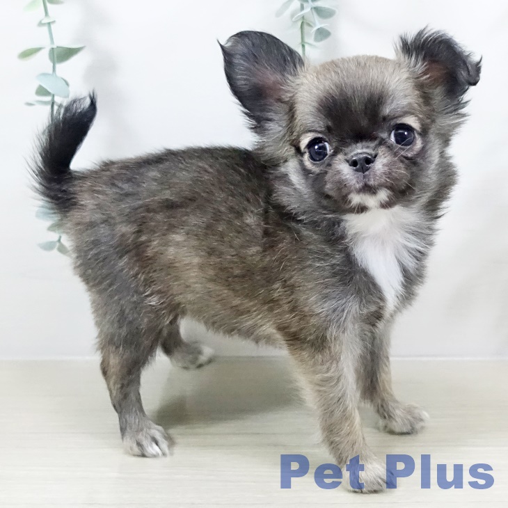 埼玉県のチワワ(ロング) (ペットプラス ららぽーと富士見店/2025年11月2日生まれ/女の子/フォーンホワイト)の子犬の2枚目の画像