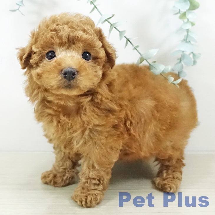 東京都のトイプードル(トイ) (ペットプラス むさし村山店/2025年11月3日生まれ/女の子/レッド)の子犬の1枚目の画像