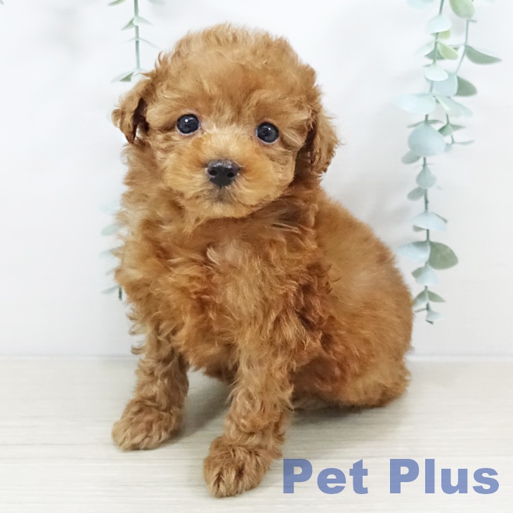 千葉県のトイプードル(トイ) (ペットプラス 幕張新都心店/2025年11月3日生まれ/女の子/レッド)の子犬の1枚目の画像