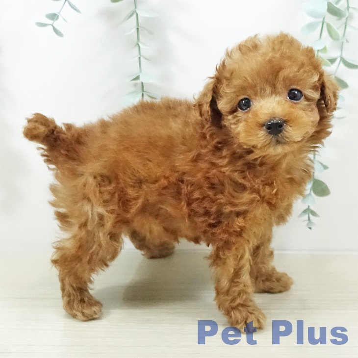 千葉県のトイプードル(トイ) (ペットプラス 幕張新都心店/2025年11月3日生まれ/女の子/レッド)の子犬の2枚目の画像