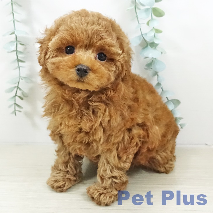 神奈川県のトイプードル(トイ) (ペットプラス テラスモール湘南店/2025年10月3日生まれ/女の子/レッド)の子犬の1枚目の画像