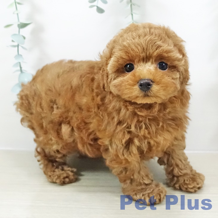 神奈川県のトイプードル(トイ) (ペットプラス テラスモール湘南店/2025年10月3日生まれ/女の子/レッド)の子犬の2枚目の画像