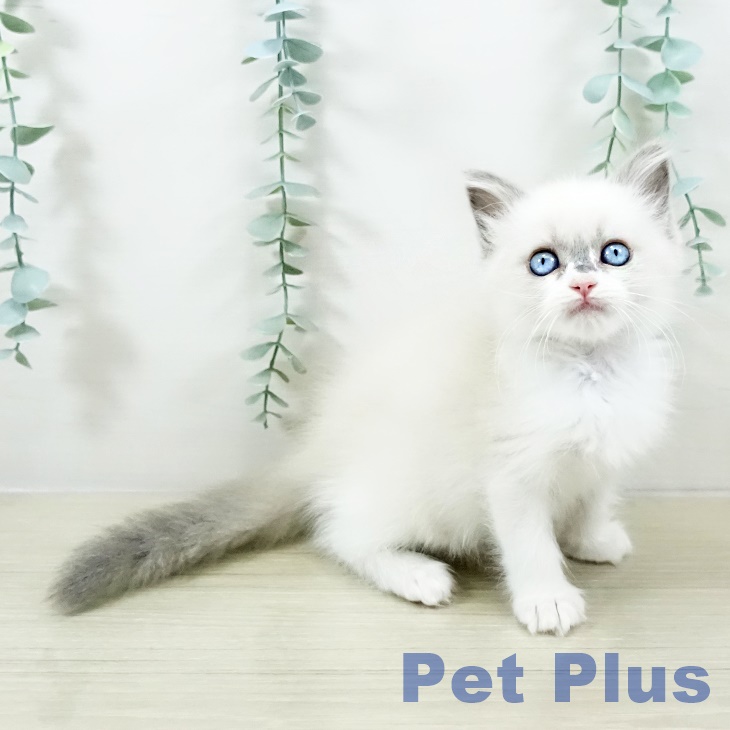 群馬県のラグドール (ペットプラス 前橋店/2025年10月29日生まれ/女の子/ブルーポイント)の子猫の1枚目の画像