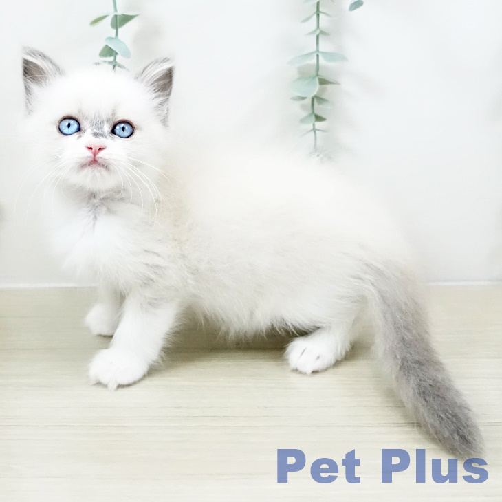 群馬県のラグドール (ペットプラス 前橋店/2025年10月29日生まれ/女の子/ブルーポイント)の子猫の2枚目の画像