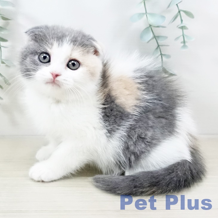 群馬県のスコティッシュフォールド (ペットプラス イオンモール太田店/2025年10月31日生まれ/女の子/ダイリュートキャリコ)の子猫の1枚目の画像