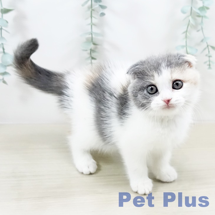 群馬県のスコティッシュフォールド (ペットプラス イオンモール太田店/2025年10月31日生まれ/女の子/ダイリュートキャリコ)の子猫の2枚目の画像