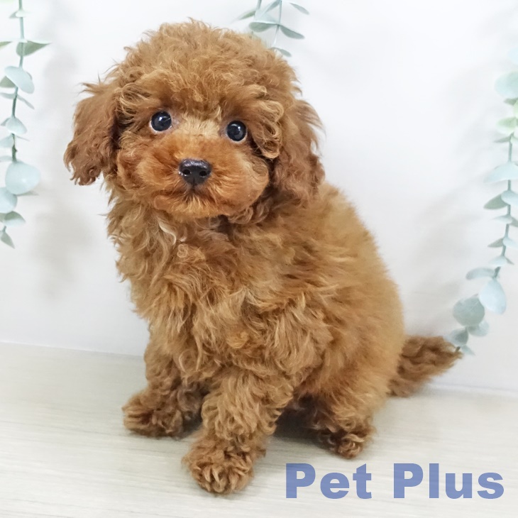 岩手県のトイプードル(トイ) (ペットプラス 盛岡南店/2025年11月3日生まれ/男の子/レッド)の子犬の1枚目の画像