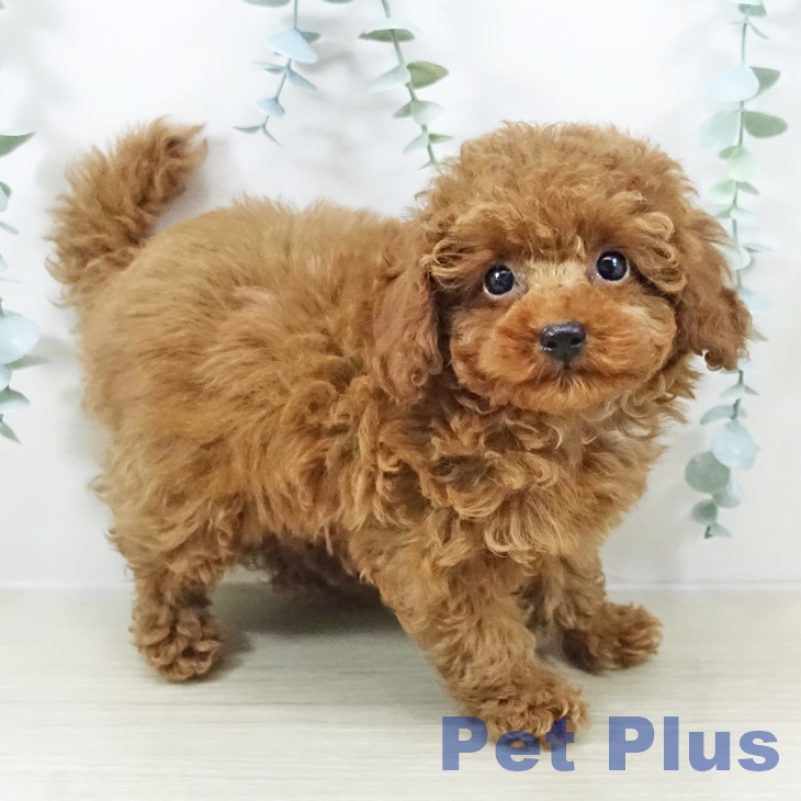 岩手県のトイプードル(トイ) (ペットプラス 盛岡南店/2025年11月3日生まれ/男の子/レッド)の子犬の2枚目の画像