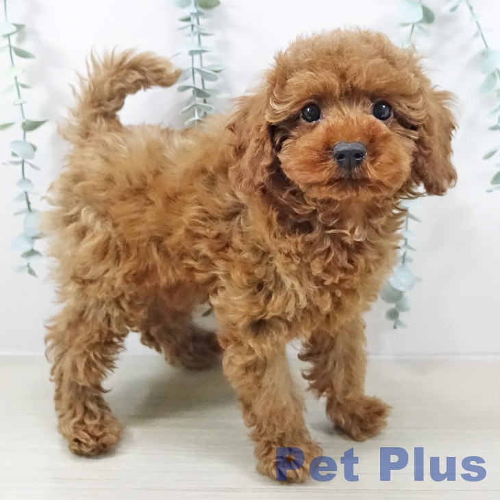 山梨県のトイプードル(トイ) (ペットプラス 甲府国母店/2025年11月3日生まれ/男の子/レッド)の子犬の1枚目の画像