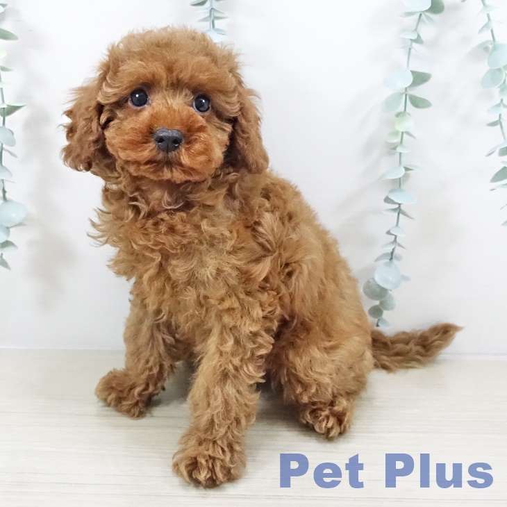 山梨県のトイプードル(トイ) (ペットプラス 甲府国母店/2025年11月3日生まれ/男の子/レッド)の子犬の2枚目の画像