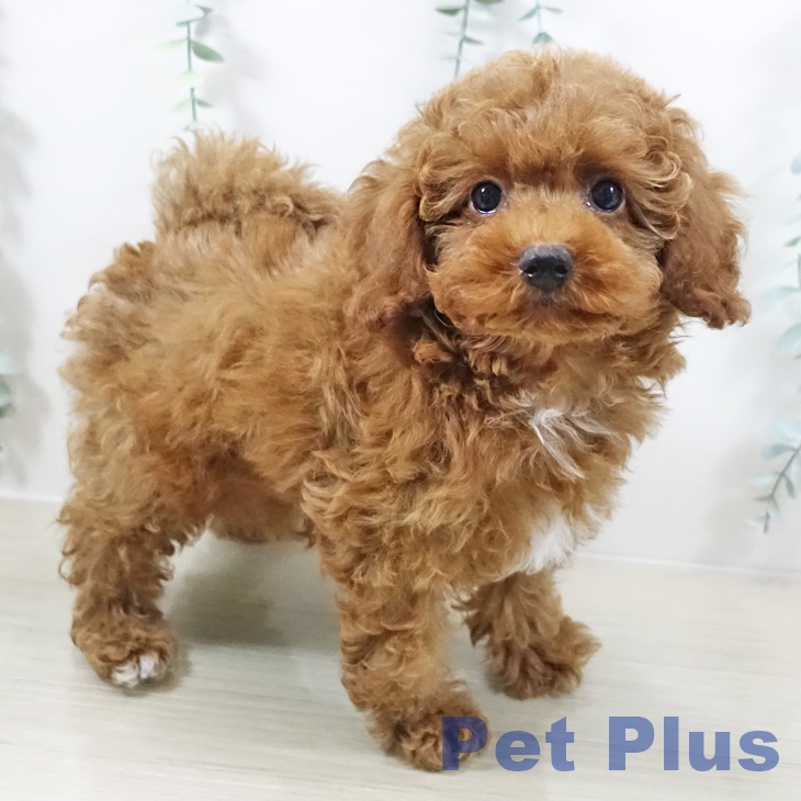 福島県のトイプードル(トイ) (ペットプラス 福島店/2025年11月3日生まれ/女の子/レッド)の子犬の1枚目の画像