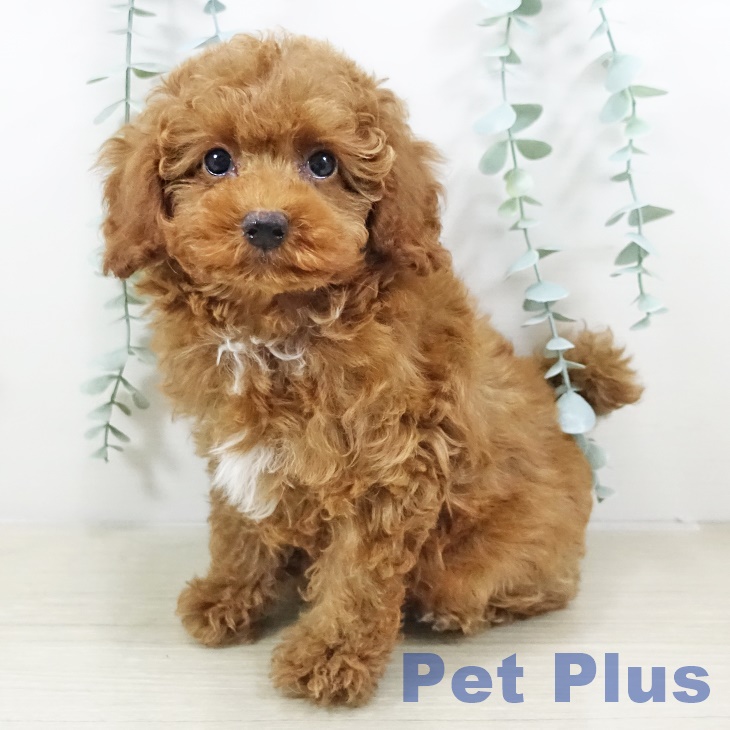 福島県のトイプードル(トイ) (ペットプラス 福島店/2025年11月3日生まれ/女の子/レッド)の子犬の2枚目の画像