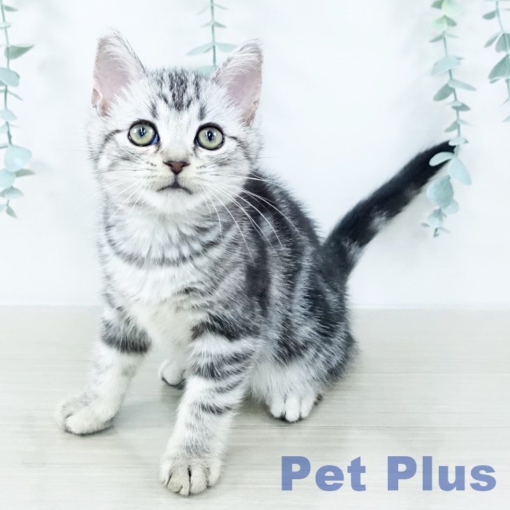 埼玉県のアメリカンショートヘアー (ペットプラス ららぽーと新三郷店/2025年10月12日生まれ/男の子/シルバータビー)の子猫の1枚目の画像