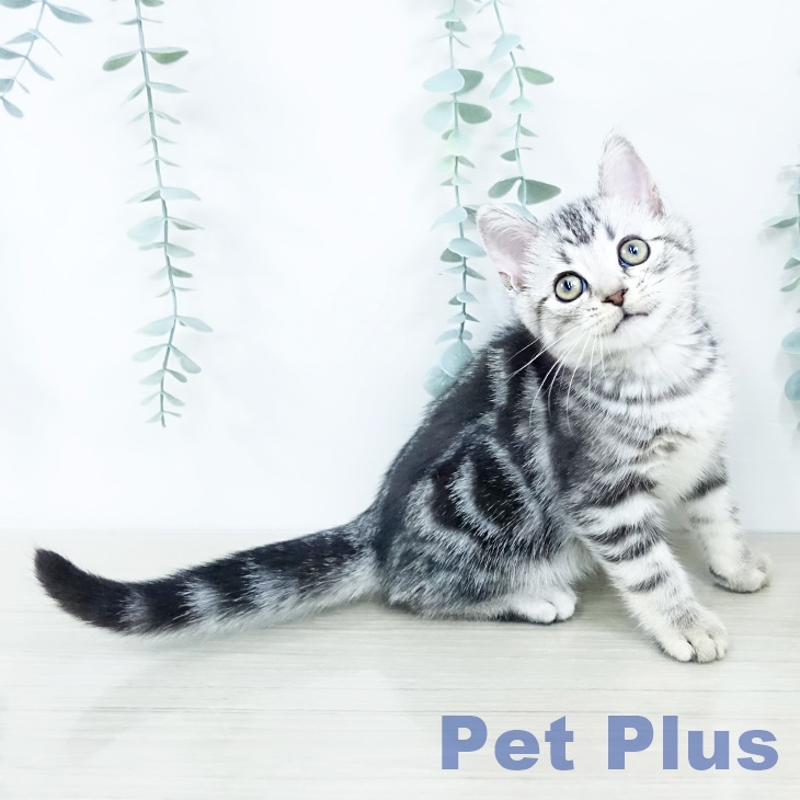 埼玉県のアメリカンショートヘアー (ペットプラス ららぽーと新三郷店/2025年10月12日生まれ/男の子/シルバータビー)の子猫の2枚目の画像