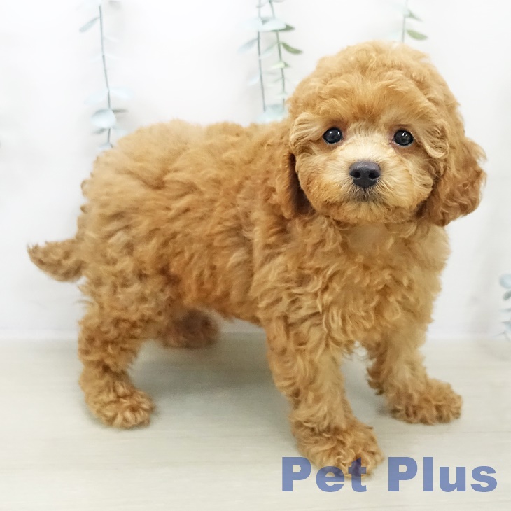 千葉県のトイプードル(トイ) (ペットプラス 柏店/2025年10月30日生まれ/男の子/レッド)の子犬の1枚目の画像
