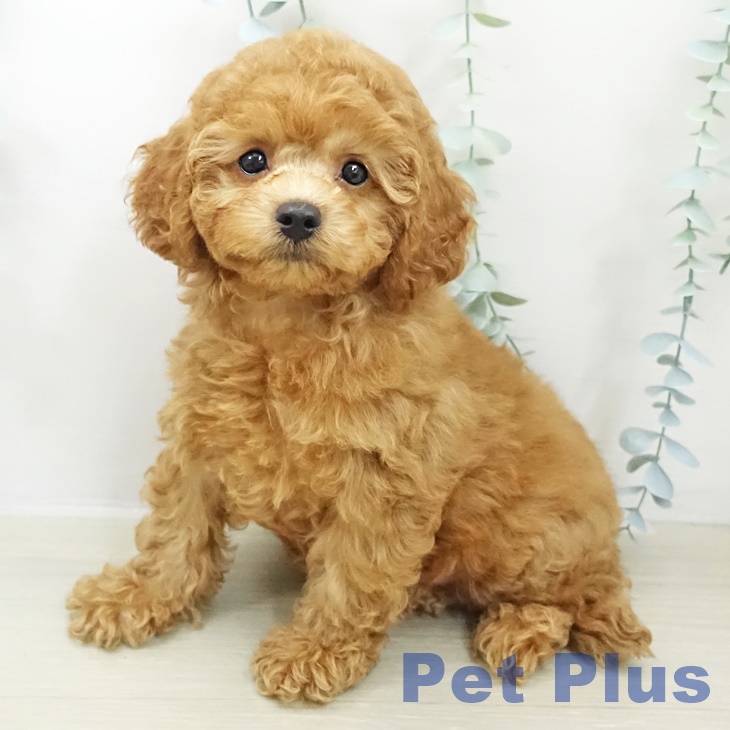 千葉県のトイプードル(トイ) (ペットプラス 柏店/2025年10月30日生まれ/男の子/レッド)の子犬の2枚目の画像