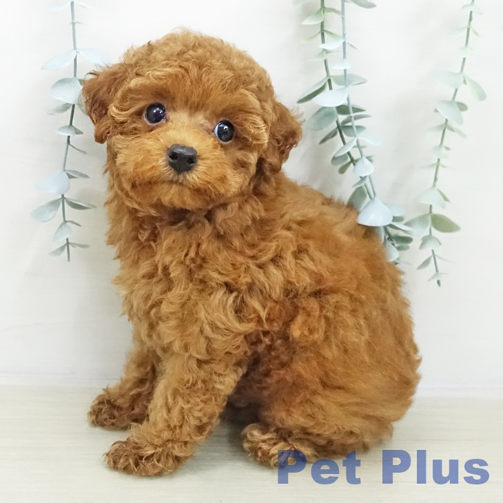 神奈川県のトイプードル(トイ) (ペットプラス 座間店/2025年11月2日生まれ/男の子/レッド)の子犬の1枚目の画像