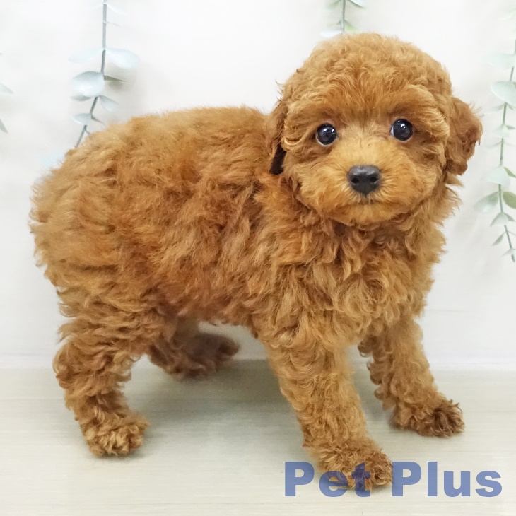 神奈川県のトイプードル(トイ) (ペットプラス 座間店/2025年11月2日生まれ/男の子/レッド)の子犬の2枚目の画像