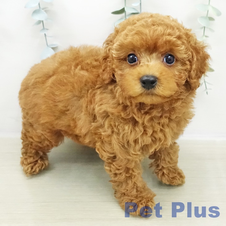 東京都のトイプードル(トイ) (ペットプラス 東久留米店/2025年11月2日生まれ/男の子/レッド)の子犬の1枚目の画像