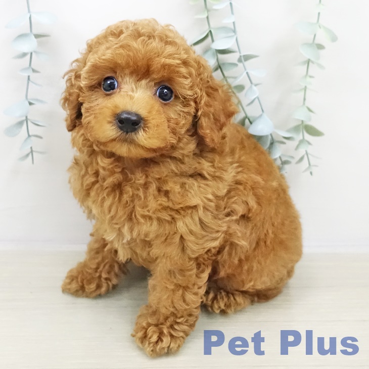 東京都のトイプードル(トイ) (ペットプラス 東久留米店/2025年11月2日生まれ/男の子/レッド)の子犬の2枚目の画像