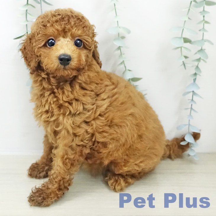 長野県のトイプードル(トイ) (ペットプラス 上田店/2025年11月2日生まれ/女の子/レッド)の子犬の1枚目の画像