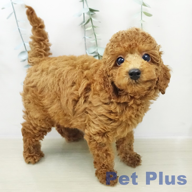 長野県のトイプードル(トイ) (ペットプラス 上田店/2025年11月2日生まれ/女の子/レッド)の子犬の2枚目の画像