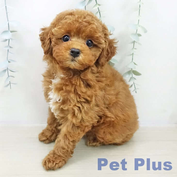 東京都のトイプードル(トイ) (ペットプラス 東久留米店/2025年11月2日生まれ/女の子/レッド)の子犬の1枚目の画像