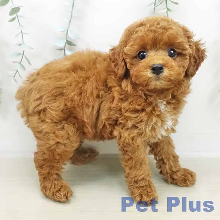 東京都のトイプードル(トイ) (ペットプラス 東久留米店/2025年11月2日生まれ/女の子/レッド)の子犬の2枚目の画像