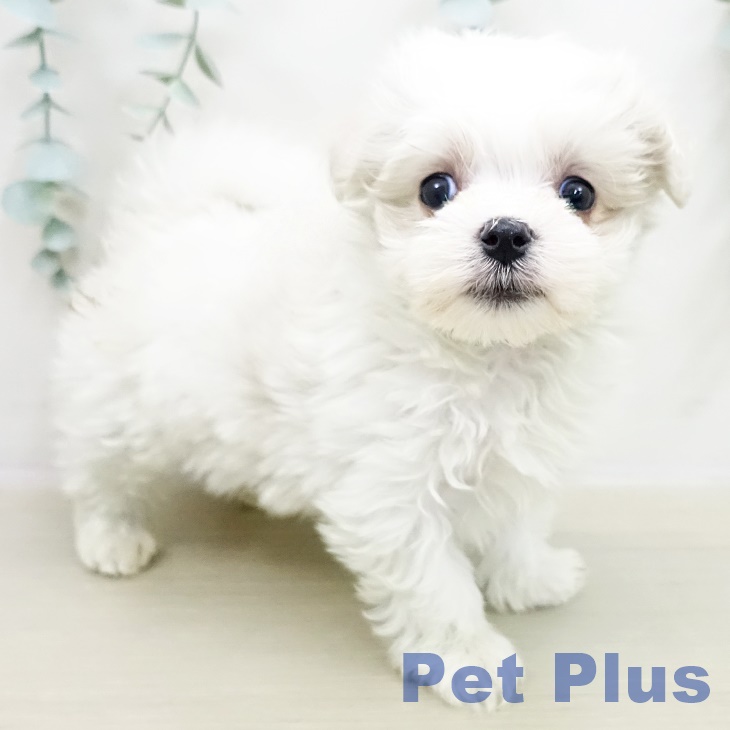 千葉県のマルチーズ (ペットプラス 成田店/2025年11月3日生まれ/男の子/ホワイト)の子犬の1枚目の画像