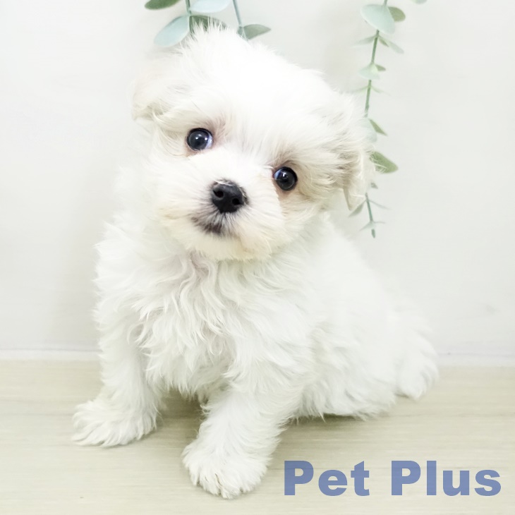 千葉県のマルチーズ (ペットプラス 成田店/2025年11月3日生まれ/男の子/ホワイト)の子犬の2枚目の画像
