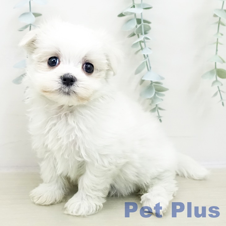 宮城県のマルチーズ (ペットプラス 名取店/2025年11月3日生まれ/女の子/ホワイト)の子犬の1枚目の画像