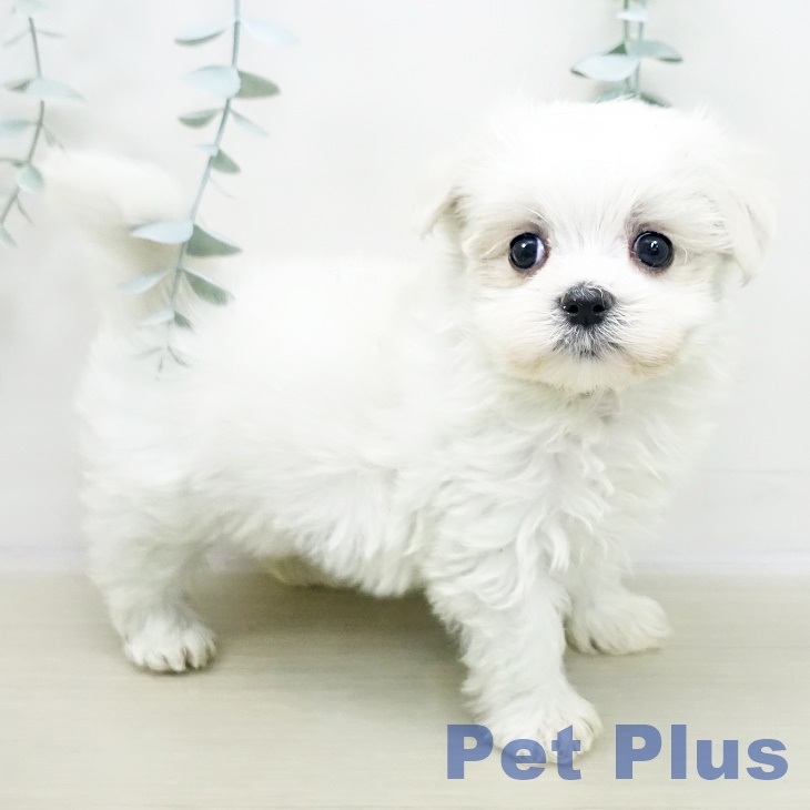 宮城県のマルチーズ (ペットプラス 名取店/2025年11月3日生まれ/女の子/ホワイト)の子犬の2枚目の画像
