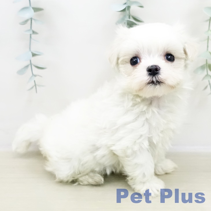 東京都のマルチーズ (ペットプラス アクアシティお台場店/2025年11月3日生まれ/女の子/ホワイト)の子犬の1枚目の画像
