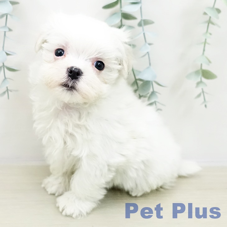 宮城県のマルチーズ (ペットプラス 仙台上杉店/2025年11月3日生まれ/女の子/ホワイト)の子犬の1枚目の画像