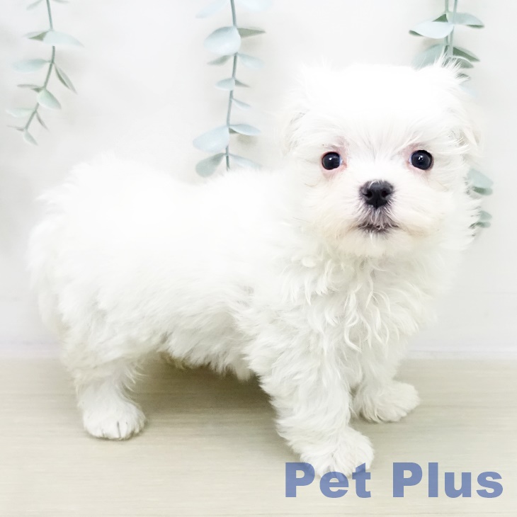 宮城県のマルチーズ (ペットプラス 仙台上杉店/2025年11月3日生まれ/女の子/ホワイト)の子犬の2枚目の画像