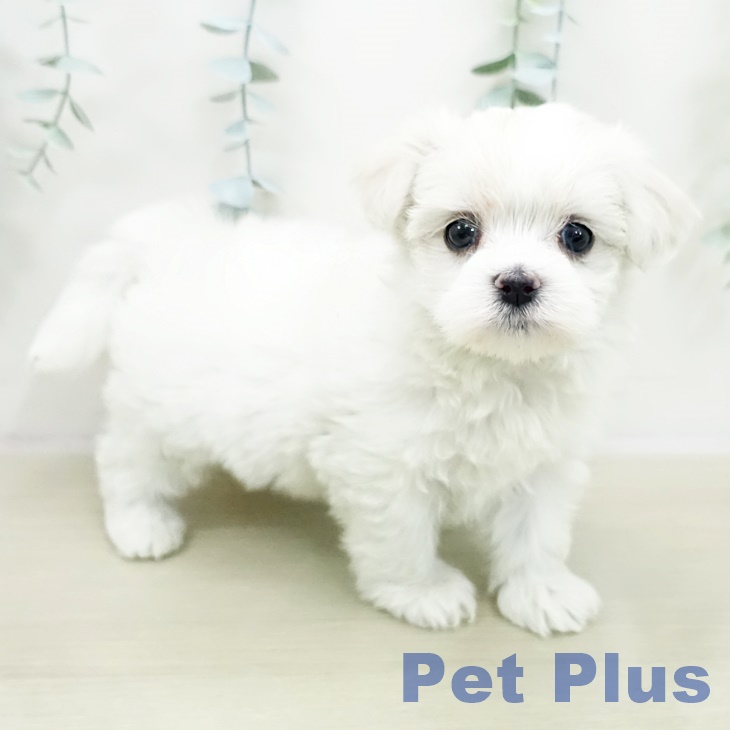 東京都のマルチーズ (ペットプラス 日の出店/2025年11月3日生まれ/女の子/ホワイト)の子犬の2枚目の画像