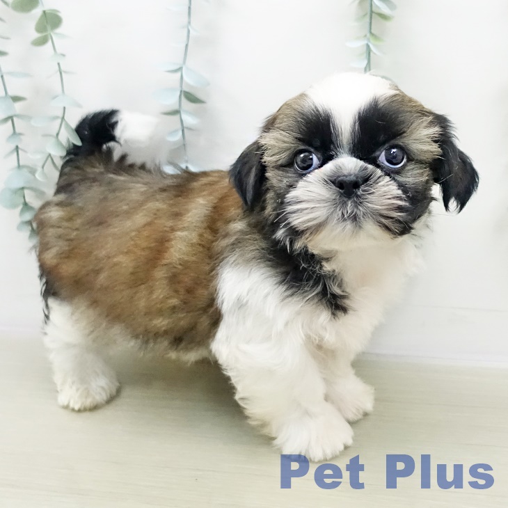 埼玉県のシーズー (ペットプラス 八潮店/2025年10月26日生まれ/男の子/ホワイトゴールド)の子犬の1枚目の画像