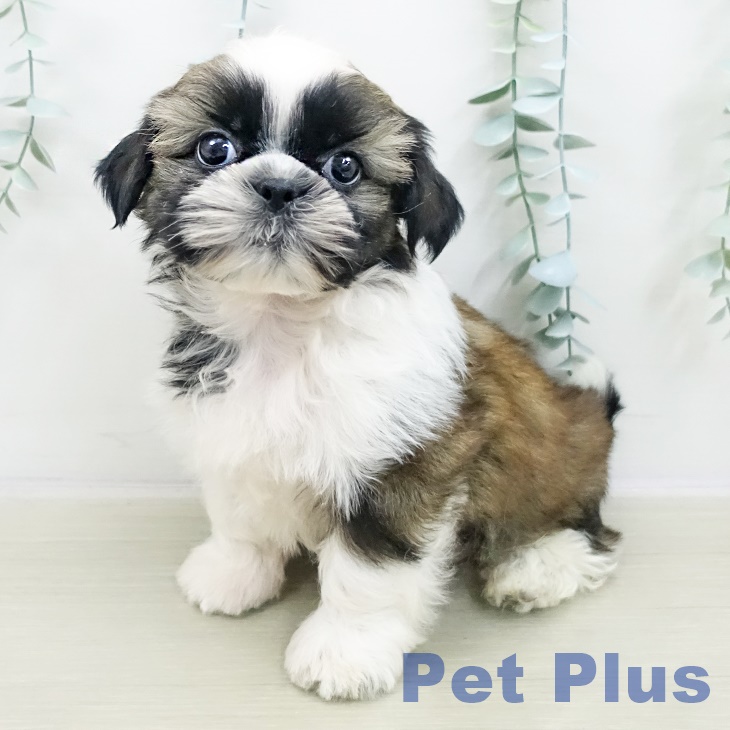 埼玉県のシーズー (ペットプラス 八潮店/2025年10月26日生まれ/男の子/ホワイトゴールド)の子犬の2枚目の画像