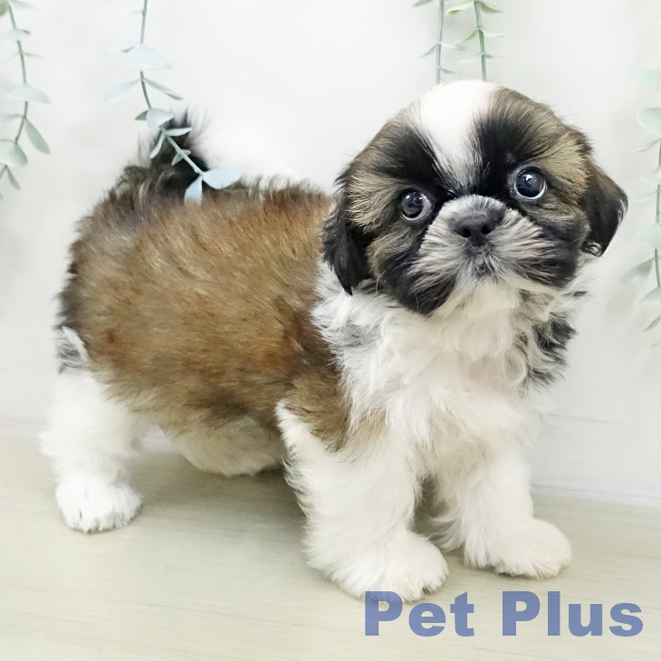 神奈川県のシーズー (ペットプラス アミーゴ藤沢店/2025年10月26日生まれ/男の子/ホワイトゴールド)の子犬の1枚目の画像