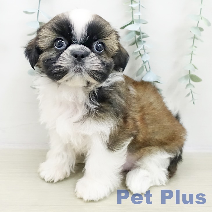 神奈川県のシーズー (ペットプラス アミーゴ藤沢店/2025年10月26日生まれ/男の子/ホワイトゴールド)の子犬の2枚目の画像