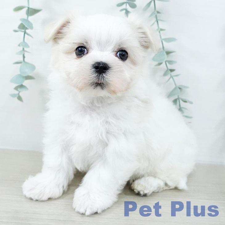 長野県のマルチーズ (ペットプラス 松本店/2025年11月1日生まれ/男の子/ホワイト)の子犬の1枚目の画像