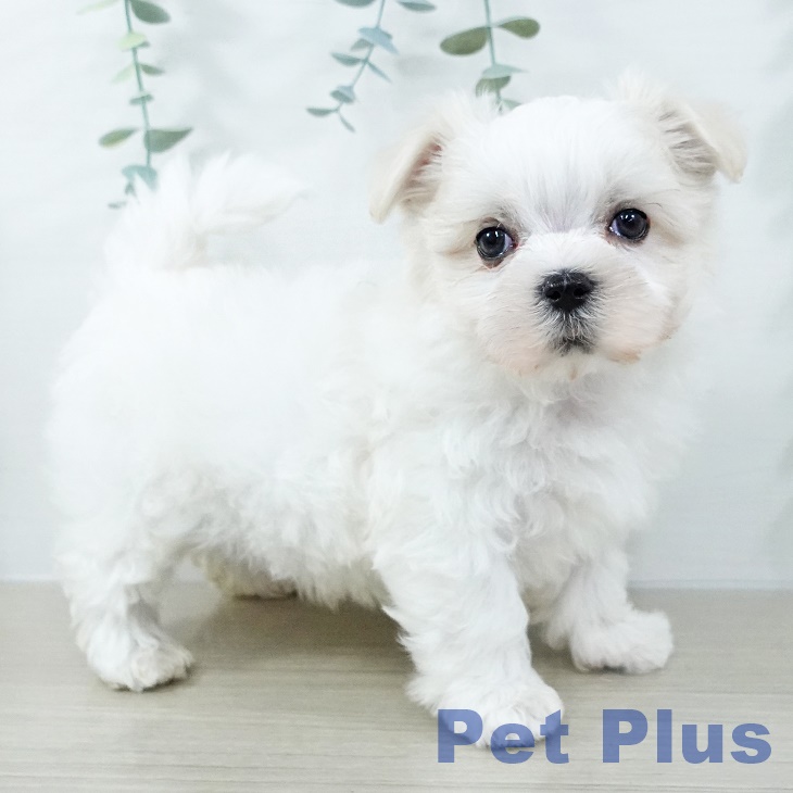 長野県のマルチーズ (ペットプラス 松本店/2025年11月1日生まれ/男の子/ホワイト)の子犬の2枚目の画像