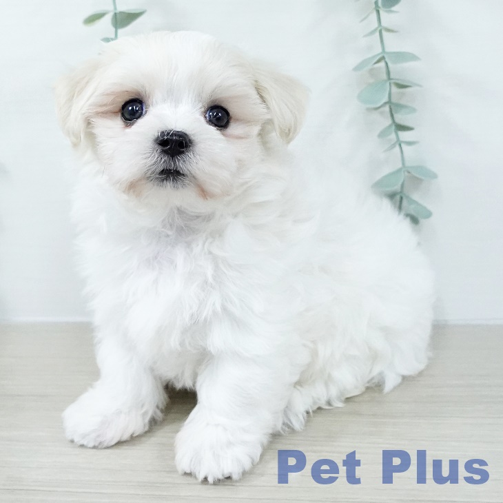 福島県のマルチーズ (ペットプラス 福島店/2025年11月1日生まれ/男の子/ホワイト)の子犬の1枚目の画像
