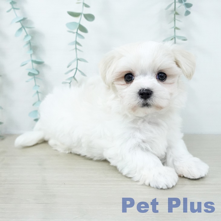 福島県のマルチーズ (ペットプラス 福島店/2025年11月1日生まれ/男の子/ホワイト)の子犬の2枚目の画像