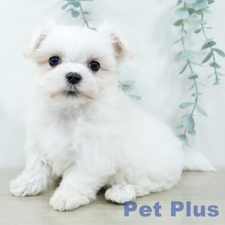 茨城県のマルチーズ (ペットプラス つくば店/2025年11月1日生まれ/女の子/ホワイト)の子犬の1枚目の画像