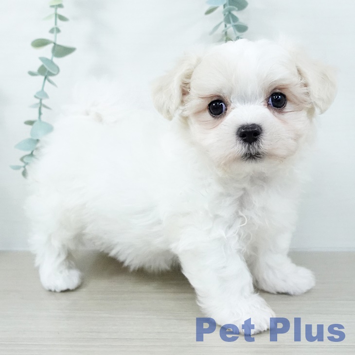 長野県のマルチーズ (ペットプラス 須坂店/2025年11月2日生まれ/男の子/ホワイト)の子犬の2枚目の画像